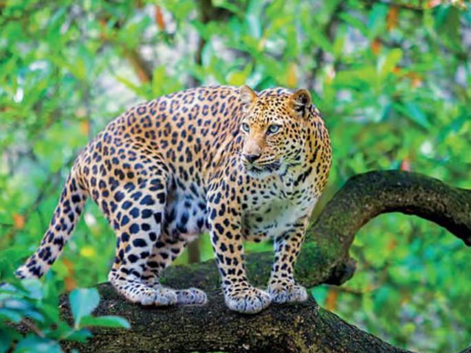 Leopard attacks Shirur taluka; Now 4 goats have been killed, creating an atmosphere of fear in the village | शिरूर तालुक्यात बिबट्याचा धुमाकूळ; आता ४ शेळ्यांचा फडशा पाडला, गावात भीतीचे वातावरण