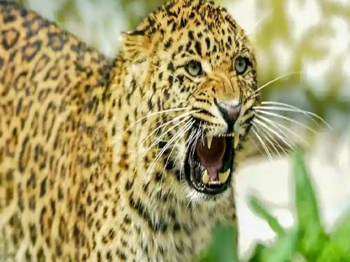 Terror of leopards, To protect the dogs from leopard attack the farmer tied a leash around the dog's neck | बिबट्याची दहशत; मालकावर आली रक्षणकर्त्या कुत्र्याचे रक्षण करण्याची वेळ; शेतकऱ्याने लढवली शक्कल.. Terror of leopards, To protect the dogs from leopard attack the farmer tied a leash around the dog's neck | बिबट्याची दहशत; मालकावर आली रक्षणकर्त्या कुत्र्याचे रक्षण करण्याची वेळ; शेतकऱ्याने लढवली शक्कल..