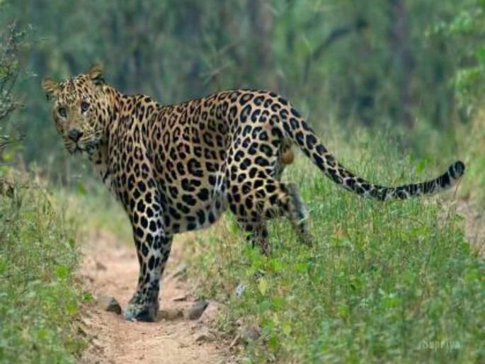 40 year old woman was killed in a leopard attack in Pimpri Pendhar | दबा धरुन बसलेल्या बिबट्याचा महिलेवर हल्ला; घरापासून १०० फूट ओढत नेलं अन्... 40 year old woman was killed in a leopard attack in Pimpri Pendhar | दबा धरुन बसलेल्या बिबट्याचा महिलेवर हल्ला; घरापासून १०० फूट ओढत नेलं अन्...