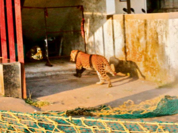 Leopard rampages for four hours in residential area; attacks seven people; leopard captured after being knocked unconscious | भरवस्तीत बिबट्याचा चार तास धुमाकूळ; सात जणांवर हल्ले; बेशुद्ध केल्यानंतर बिबट्या जेरबंद Leopard rampages for four hours in residential area; attacks seven people; leopard captured after being knocked unconscious | भरवस्तीत बिबट्याचा चार तास धुमाकूळ; सात जणांवर हल्ले; बेशुद्ध केल्यानंतर बिबट्या जेरबंद