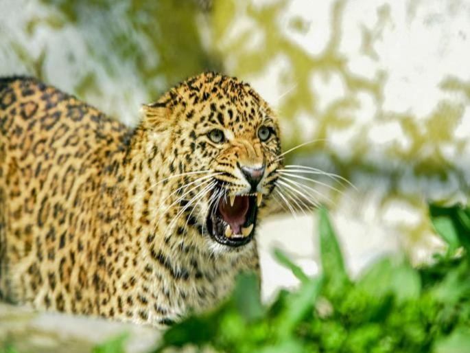To save her father, the daughter fought the leopard, smashed it with a piece of sugarcane and drove it away. | वडिलांना वाचवण्यासाठी लेकीने बिबट्याशी दोन हात केले, उसाच्या तुकड्याने फोडून पळवून लावले To save her father, the daughter fought the leopard, smashed it with a piece of sugarcane and drove it away. | वडिलांना वाचवण्यासाठी लेकीने बिबट्याशी दोन हात केले, उसाच्या तुकड्याने फोडून पळवून लावले