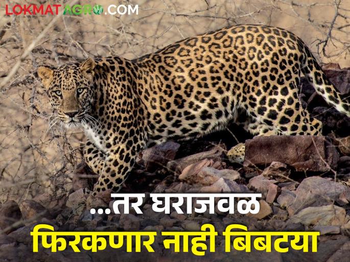 Latest News medicine will prevent the leopard from coming near house new technic by private company | असं औषध ज्यामुळं घराजवळ फिरकणार नाही बिबट्या, वनविभागाचीही परवानगी Latest News medicine will prevent the leopard from coming near house new technic by private company | असं औषध ज्यामुळं घराजवळ फिरकणार नाही बिबट्या, वनविभागाचीही परवानगी