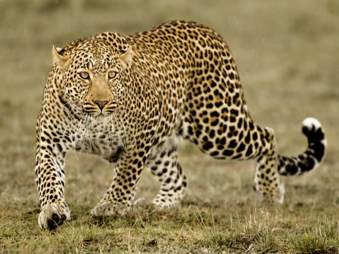 Father is father! Leopard attacks 9-year-old boy; Father saves boy with shovel in field | बाप तो बापचं! ९ वर्षीय मुलावर बिबटयाचा हल्ला; वडिलांनी शेतात असलेल्या फावडीने मुलाला वाचवले