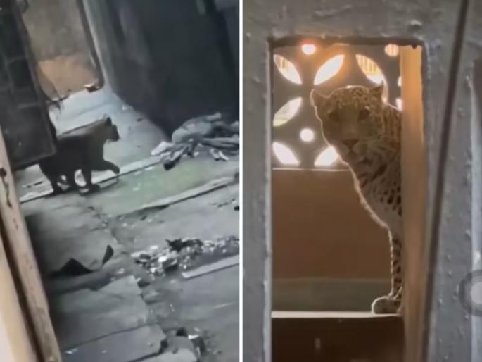 Leopard that injured 7 people in Bhayander captured after eight hours; entered house and ransacked; life in danger after capture | भाईंदरमध्ये ७ जणांना जखमी करणारा बिबट्या आठ तासांनी जेरबंद; घरात शिरून धुमाकूळ; पकडल्यानंतर जीव भांड्यात Leopard that injured 7 people in Bhayander captured after eight hours; entered house and ransacked; life in danger after capture | भाईंदरमध्ये ७ जणांना जखमी करणारा बिबट्या आठ तासांनी जेरबंद; घरात शिरून धुमाकूळ; पकडल्यानंतर जीव भांड्यात