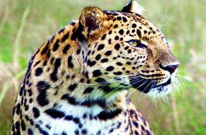 Leopard attacks farmer in Washim District | बिबट्याचा शेतकऱ्यावर हल्ला Leopard attacks farmer in Washim District | बिबट्याचा शेतकऱ्यावर हल्ला
