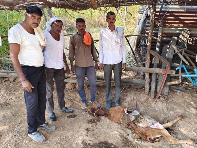 Hingoli: Leopard attack in Potra area for the second consecutive day, villagers claim there are three leopards | Hingoli: पोतरा परिसरात सलग दुसऱ्या दिवशी बिबट्याचा हल्ला, तीन बिबटे असल्याचा दावा Hingoli: Leopard attack in Potra area for the second consecutive day, villagers claim there are three leopards | Hingoli: पोतरा परिसरात सलग दुसऱ्या दिवशी बिबट्याचा हल्ला, तीन बिबटे असल्याचा दावा