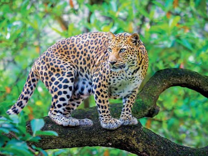 Leopard spotted in Bavdhan area of Aundh! Footprints also found, Forest Department issues alert | औंधमधील बिबट्याचा बावधन परिसरात वावर! पायाचे ठसेही आढळले, वन विभागाचा सतर्कतेचा इशारा Leopard spotted in Bavdhan area of Aundh! Footprints also found, Forest Department issues alert | औंधमधील बिबट्याचा बावधन परिसरात वावर! पायाचे ठसेही आढळले, वन विभागाचा सतर्कतेचा इशारा