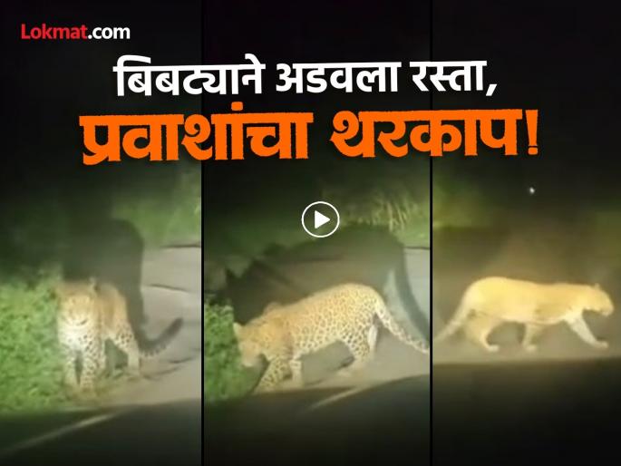 Terror! Leopard 'blocks' highway; Thrilling at night on Ashti-Ahilyanagar road | दहशत! बिबट्याने महामार्गावर 'नाकाबंदी' केली; बीडमधील आष्टी-नगर रस्त्यावर रात्री थरार