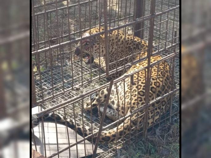 Leopard found in cage in Uttan, Bhayander, cager arrested | भाईंदरच्या उत्तन येथे बिबट्या पिंजऱ्यात सापडला, पिंजरा लावणाऱ्यास घेतलं ताब्यात Leopard found in cage in Uttan, Bhayander, cager arrested | भाईंदरच्या उत्तन येथे बिबट्या पिंजऱ्यात सापडला, पिंजरा लावणाऱ्यास घेतलं ताब्यात