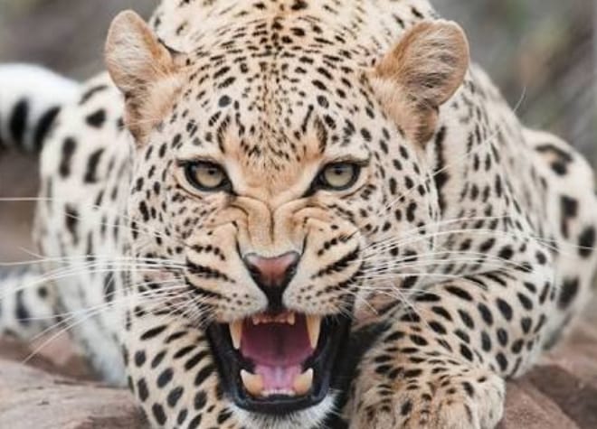 ...Now sterilisation of leopards too, state government will send proposal to the Centre | ...आता बिबट्यांचीही नसबंदी, राज्य सरकार केंद्राकडे पाठवणार प्रस्ताव ...Now sterilisation of leopards too, state government will send proposal to the Centre | ...आता बिबट्यांचीही नसबंदी, राज्य सरकार केंद्राकडे पाठवणार प्रस्ताव