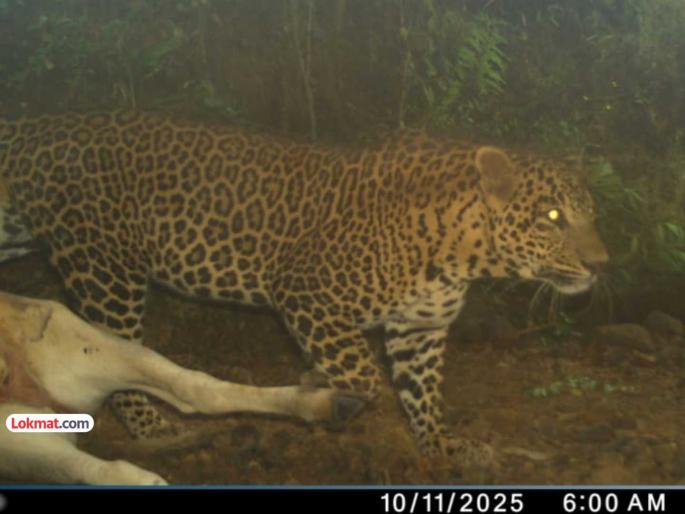 Kolhapur Bull killed in leopard attack atmosphere of fear in Gaganbawda taluka | कोल्हापूर: बिबट्याच्या हल्ल्यात बैल ठार, गगनबावडा तालुक्यात भीतीचे वातावरण