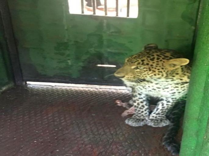 Captive female leopard leaves for Sanjay Gandhi Udyan, Borivali | जेरबंद बिबट्याची मादी बोरिवलीच्या संजय गांधी उद्यानात रवाना! Captive female leopard leaves for Sanjay Gandhi Udyan, Borivali | जेरबंद बिबट्याची मादी बोरिवलीच्या संजय गांधी उद्यानात रवाना!