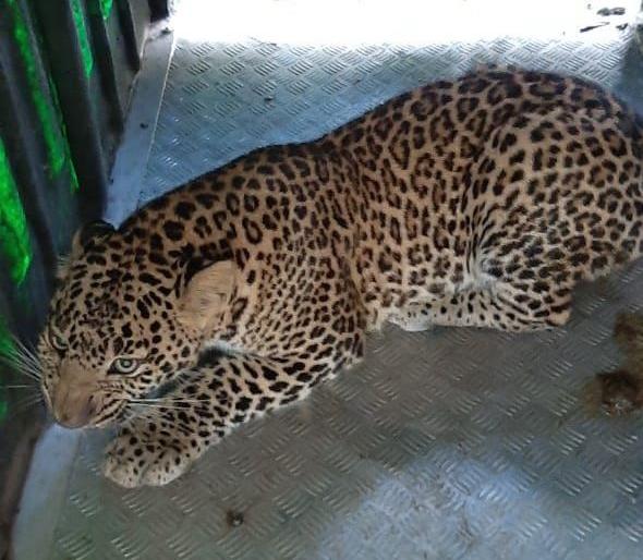 Daranakath: Leopards arrested in Samangaon after hard work | दारणाकाठ : अथक परिश्रमानंतर सामनगावात बिबट्या जेरबंद Daranakath: Leopards arrested in Samangaon after hard work | दारणाकाठ : अथक परिश्रमानंतर सामनगावात बिबट्या जेरबंद