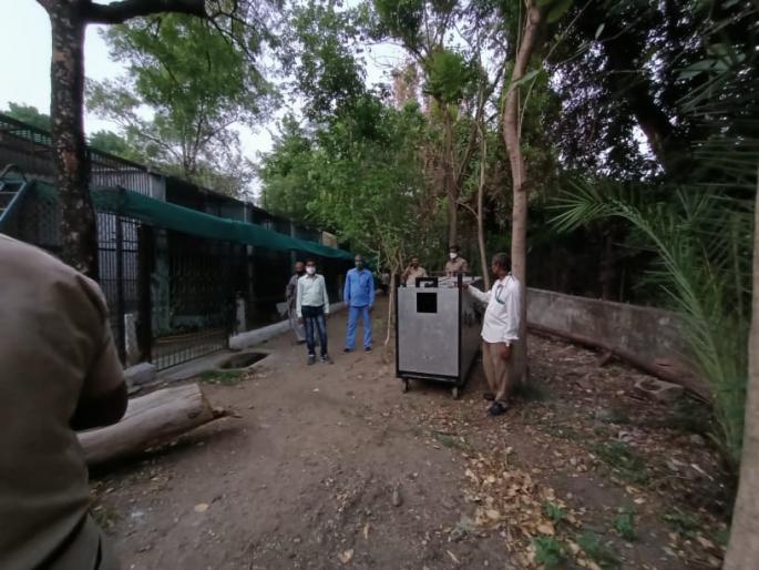 Fear increased, near Bibtya Maharajbagh? | धास्ती वाढली, बिबट्या महाराजबागेजवळ? Fear increased, near Bibtya Maharajbagh? | धास्ती वाढली, बिबट्या महाराजबागेजवळ?