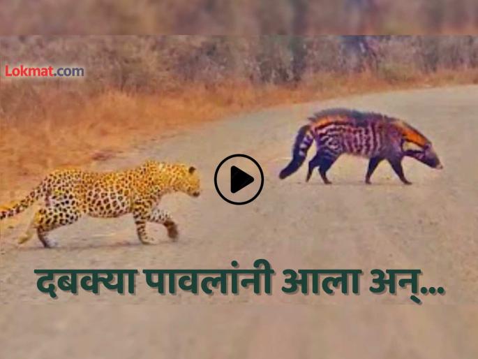 leopard stalks civet cat in jungle hunting see what happens next viral video trending social media | बिबट्या रानमांजरीची शिकार करणारच होता, पण 'प्लॅन' फसला... पाहा नेमकं काय घडलं (VIDEO) leopard stalks civet cat in jungle hunting see what happens next viral video trending social media | बिबट्या रानमांजरीची शिकार करणारच होता, पण 'प्लॅन' फसला... पाहा नेमकं काय घडलं (VIDEO)