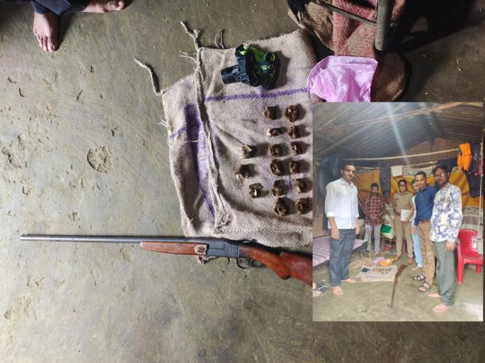 Leopard skin smuggling case, 14 nails, teeth seized from the accused, strong police action | बिबट्याची कातडी तस्करी प्रकरण, आरोपींकडून बंदुकीसह १४ नखे, दात जप्त, कणकवली पोलिसांची कारवाई Leopard skin smuggling case, 14 nails, teeth seized from the accused, strong police action | बिबट्याची कातडी तस्करी प्रकरण, आरोपींकडून बंदुकीसह १४ नखे, दात जप्त, कणकवली पोलिसांची कारवाई