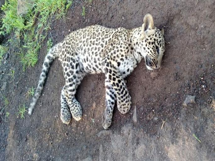 A loaded vehicle crushed the calves at dawn | भरधाव वाहनाने बिबट्याच्या बछड्यांना पहाटे चिरडले