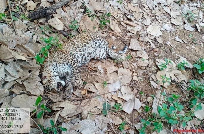 Serious allegations of honorary wildlife conservationists in leopard death case | बिबट मृत्यु प्रकरणात मानद वन्यजीव संरक्षकांचे गंभीर आराेप