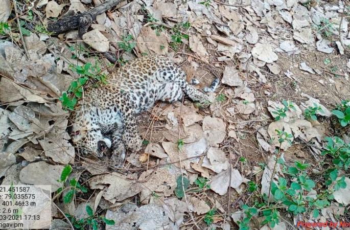 A leopard cub was found dead in the Khapa forest range | बिबट्याचे पिल्लू खापा वन परिक्षेत्रात मृतावस्थेत आढळले A leopard cub was found dead in the Khapa forest range | बिबट्याचे पिल्लू खापा वन परिक्षेत्रात मृतावस्थेत आढळले