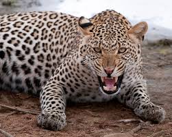 Order to kill the leopard | बिबट्याला ठार मारण्याचे आदेश