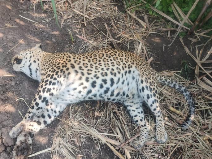 two leopards die in a single day in pune district; leopard was found at navalmela | एकाच दिवसात पुणे जिल्ह्यात दोन बिबट्यांचा मृत्यू; नवलमेळा येथे मृत बिबट्या आढळला two leopards die in a single day in pune district; leopard was found at navalmela | एकाच दिवसात पुणे जिल्ह्यात दोन बिबट्यांचा मृत्यू; नवलमेळा येथे मृत बिबट्या आढळला