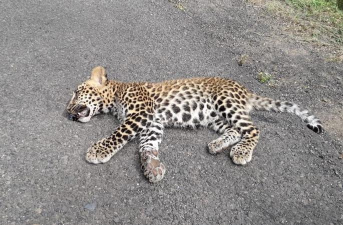 Death of a leopard by accident in Nagpur district | नागपूर जिल्ह्यात बिबट्याचा अपघातात मृत्यू