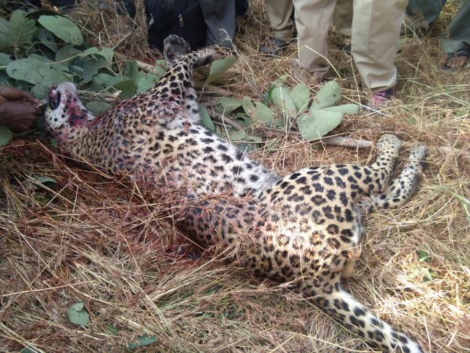 Death of a leopard in an unknown vehicle dashed | साकोलीनजीक अज्ञात वाहनाच्या धडकेत बिबट्याचा मृत्यू Death of a leopard in an unknown vehicle dashed | साकोलीनजीक अज्ञात वाहनाच्या धडकेत बिबट्याचा मृत्यू