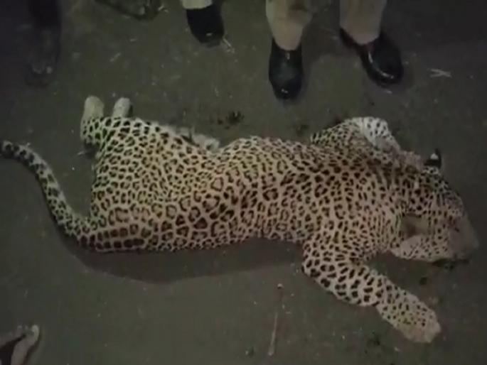 A leopard crossing the road was killed in an unidentified vehicle collision | रस्ता ओलांडणाऱ्या बिबट्याला भरधाव वाहनाने चिरडले, नगर रोडवर मध्यरात्रीची घटना A leopard crossing the road was killed in an unidentified vehicle collision | रस्ता ओलांडणाऱ्या बिबट्याला भरधाव वाहनाने चिरडले, नगर रोडवर मध्यरात्रीची घटना