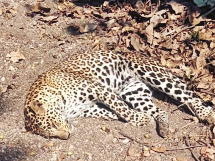 No water but a chance to die! An elderly leopard, suffering from thirst, dies of shock | पाणी नाही पण मृत्यूशी गाठ! तहानभुकेने व्याकूळ वयस्कर बिबट्याचा शिवारात शाॅक लागून मृत्यू No water but a chance to die! An elderly leopard, suffering from thirst, dies of shock | पाणी नाही पण मृत्यूशी गाठ! तहानभुकेने व्याकूळ वयस्कर बिबट्याचा शिवारात शाॅक लागून मृत्यू