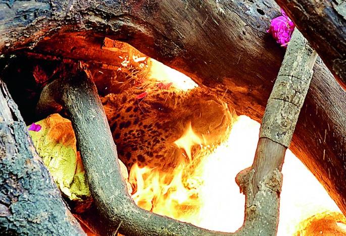 The death of a leopard 'Anamika' in Maharajbagh | महाराजबागेतील ‘बिबट’ अनामिकेचा मृत्यू The death of a leopard 'Anamika' in Maharajbagh | महाराजबागेतील ‘बिबट’ अनामिकेचा मृत्यू