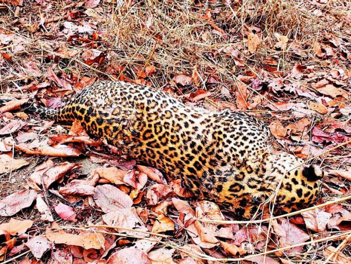 A female leopard was found dead in the Pench forest reserve | पेंच वनपरिक्षेत्रात मृतावस्थेत आढळली मादी बिबट A female leopard was found dead in the Pench forest reserve | पेंच वनपरिक्षेत्रात मृतावस्थेत आढळली मादी बिबट