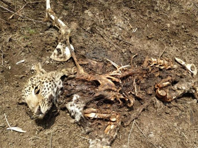 Struggle for Existence: A small leopard's thorn was removed by an adult leopard in Nashik | अस्तित्वाची झुंज : नाशकात प्रौढ बिबट्याने काढला लहान बिबट्याचा काटा Struggle for Existence: A small leopard's thorn was removed by an adult leopard in Nashik | अस्तित्वाची झुंज : नाशकात प्रौढ बिबट्याने काढला लहान बिबट्याचा काटा