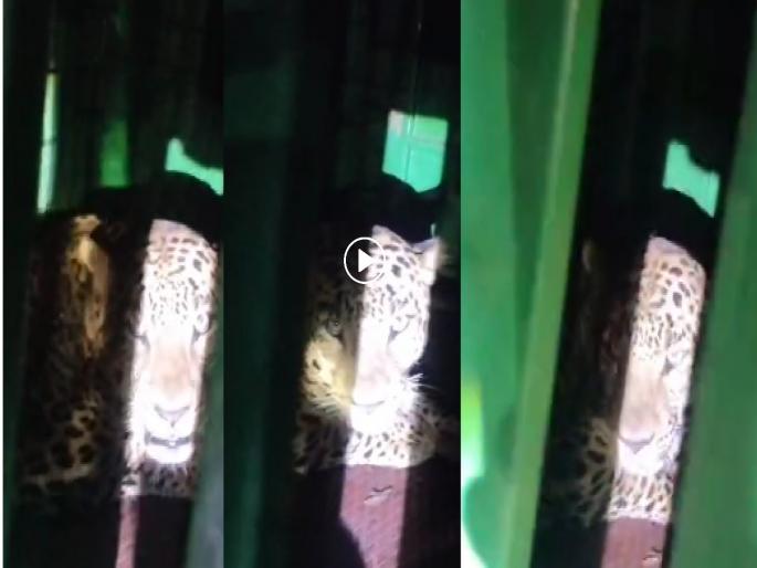Dharashiv: The leopard that has been roaming in Kapilapur for four months is trapped in a cage! | Dharashiv: चार महिन्यापासून कपिलापुरीत धुमाकूळ घालणारा बिबट्या अडकला पिंजऱ्यात! Dharashiv: The leopard that has been roaming in Kapilapur for four months is trapped in a cage! | Dharashiv: चार महिन्यापासून कपिलापुरीत धुमाकूळ घालणारा बिबट्या अडकला पिंजऱ्यात!