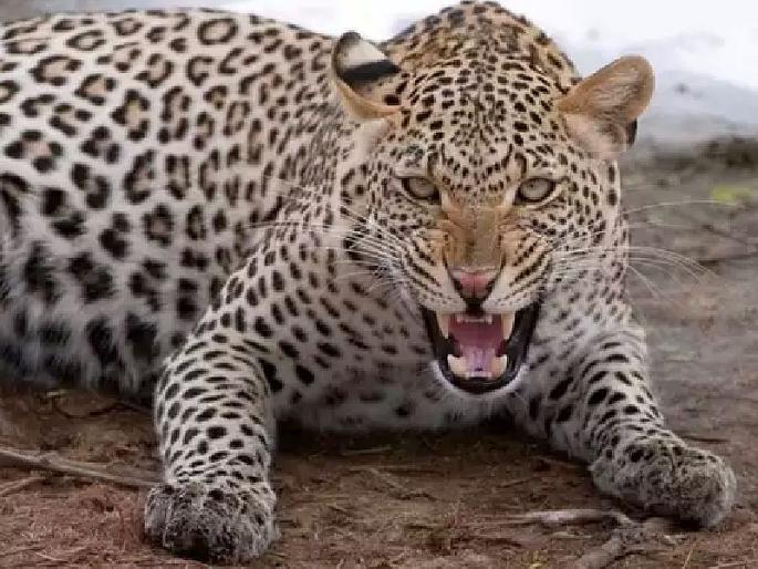 10 year old boy killed in leopard attack in durgapur area of chandrapur | आजोबाच्या अंत्यसंस्कारासाठी आलेल्या नातवाला बिबट्याने नेऊन केले ठार 10 year old boy killed in leopard attack in durgapur area of chandrapur | आजोबाच्या अंत्यसंस्कारासाठी आलेल्या नातवाला बिबट्याने नेऊन केले ठार