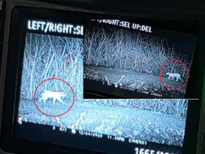 Parabhani: Leopard found in trap camera installed in Renakhali; Panic among farmers, Ustod laborers | Parabhani: रेनाखळीत ट्रॅप कॅमेऱ्यात आढळला बिबट्या; शेतकरी, उसतोड मजुरांत दहशत! Parabhani: Leopard found in trap camera installed in Renakhali; Panic among farmers, Ustod laborers | Parabhani: रेनाखळीत ट्रॅप कॅमेऱ्यात आढळला बिबट्या; शेतकरी, उसतोड मजुरांत दहशत!