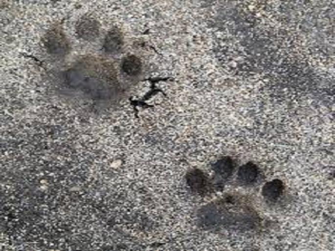 Cannibal leopard is out of control, just the appearance of the administration's readiness | नरभक्षक बिबट्या बेफाम, प्रशासनाची तयारी ठरतेय फक्त देखावा Cannibal leopard is out of control, just the appearance of the administration's readiness | नरभक्षक बिबट्या बेफाम, प्रशासनाची तयारी ठरतेय फक्त देखावा