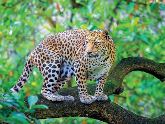 Now 'lockup' for 'rescued' leopards; Forest Department's solution to human-wildlife conflict | आता 'रेस्क्यू' केलेल्या बिबट्यांसाठी 'लॉकअप'; वनविभागाचा मानव-वन्यजीव संघर्षावर उपाय Now 'lockup' for 'rescued' leopards; Forest Department's solution to human-wildlife conflict | आता 'रेस्क्यू' केलेल्या बिबट्यांसाठी 'लॉकअप'; वनविभागाचा मानव-वन्यजीव संघर्षावर उपाय