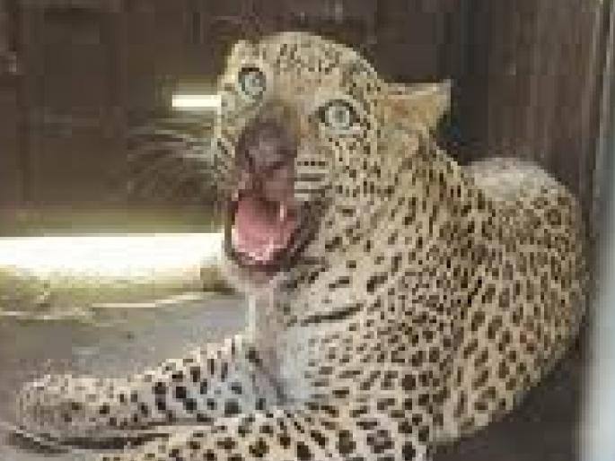 Leopard attacks forest workers in Satara, incident occurred while releasing injured leopard into its natural habitat | साताऱ्यात वनकर्मचाऱ्यांवर बिबट्याचा हल्ला, जखमी बिबट्याला नैसर्गिक अधिवासात सोडताना घडली घटना Leopard attacks forest workers in Satara, incident occurred while releasing injured leopard into its natural habitat | साताऱ्यात वनकर्मचाऱ्यांवर बिबट्याचा हल्ला, जखमी बिबट्याला नैसर्गिक अधिवासात सोडताना घडली घटना