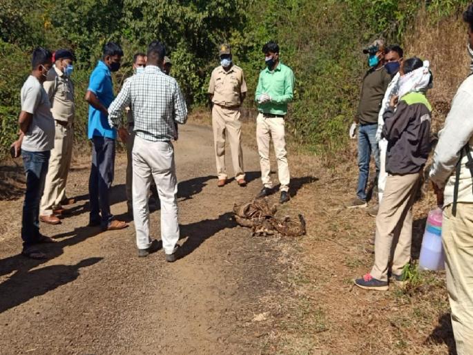 Leopard skeleton found in Koynanagar area | कोयनानगर परिसरात आढळला बिबट्याचा सांगाडा, वन्यजीव विभागासमोर मृत कारण शोधण्याचे आव्हान Leopard skeleton found in Koynanagar area | कोयनानगर परिसरात आढळला बिबट्याचा सांगाडा, वन्यजीव विभागासमोर मृत कारण शोधण्याचे आव्हान