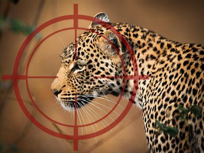 724 poachers in the state in 6 years; However, only 22 crimes were reported | राज्यात ६ वर्षांत ७२४ शिकारी; मात्र गुन्हे नोंदविले गेले फक्त २२ 724 poachers in the state in 6 years; However, only 22 crimes were reported | राज्यात ६ वर्षांत ७२४ शिकारी; मात्र गुन्हे नोंदविले गेले फक्त २२