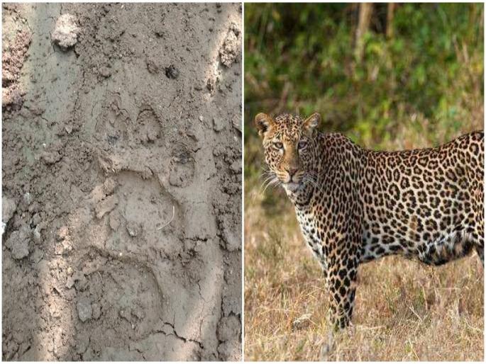 leopards seen in korhale area baramati villagers in fear | बारामती: कोरहाळे परिसरात बिबट्याचा वावर, ग्रामस्थ भीतीच्या छायेखाली leopards seen in korhale area baramati villagers in fear | बारामती: कोरहाळे परिसरात बिबट्याचा वावर, ग्रामस्थ भीतीच्या छायेखाली
