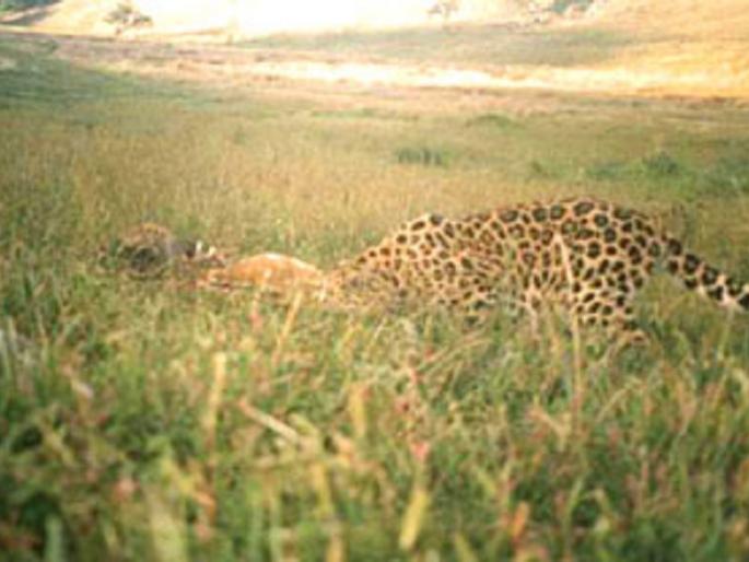 Panic in the Sonhevra area after appearance of the leopard | बिबट्याच्या दर्शनाने सोनहिवरा परिसरात दहशत Panic in the Sonhevra area after appearance of the leopard | बिबट्याच्या दर्शनाने सोनहिवरा परिसरात दहशत