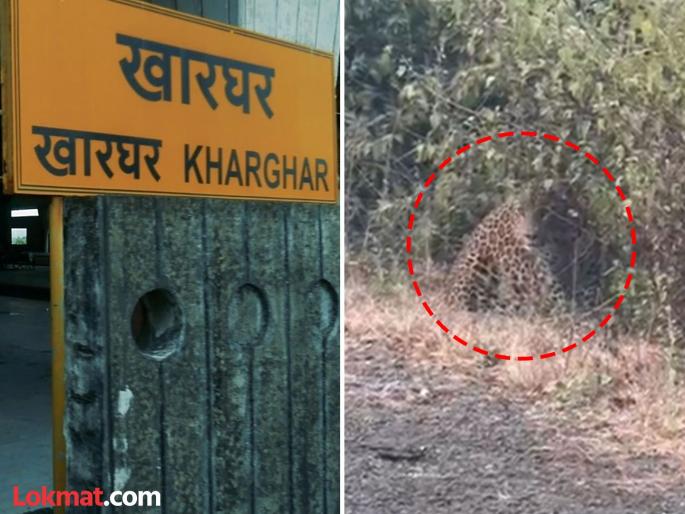 Leopard spotted in Kharghar! Free movement on Kharghar Hill, citizens are scared | खारघरमध्ये दिसला बिबट्या! खारघर हिलवर मुक्त संचार, नागरिक भयभीत Leopard spotted in Kharghar! Free movement on Kharghar Hill, citizens are scared | खारघरमध्ये दिसला बिबट्या! खारघर हिलवर मुक्त संचार, नागरिक भयभीत