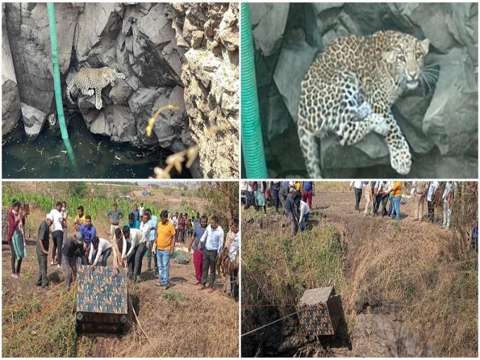 leopard fell into the well taken out and caught in jarewadi khed latest news | जरेवाडीत विहिरीत पडलेल्या बिबट्याची सुखरूप सुटका करून केले जेरबंद leopard fell into the well taken out and caught in jarewadi khed latest news | जरेवाडीत विहिरीत पडलेल्या बिबट्याची सुखरूप सुटका करून केले जेरबंद