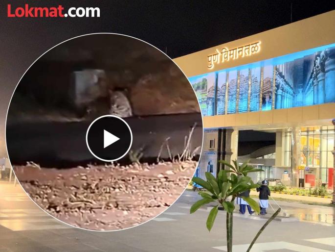 Pune: A leopard was spotted near Pune's airport, everyone was shocked; Did you watch the video? | Pune: पुण्याच्या विमानतळ परिसरात बिबट्या, सगळ्यांना फुटला घाम; तुम्ही व्हिडीओ बघितला का? Pune: A leopard was spotted near Pune's airport, everyone was shocked; Did you watch the video? | Pune: पुण्याच्या विमानतळ परिसरात बिबट्या, सगळ्यांना फुटला घाम; तुम्ही व्हिडीओ बघितला का?