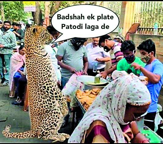 Main hoon bibat ... give me patodi tikhat | मै हूं बिबट... दो मुझे पाटोडी तिखट Main hoon bibat ... give me patodi tikhat | मै हूं बिबट... दो मुझे पाटोडी तिखट