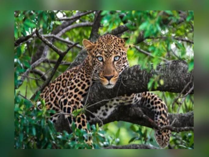 'No idea where the leopard will come from', leopard spotted in eastern part of Junnar; Farmers shocked | 'कुठून बिबट्या येईल, याचा नेम नाही', जुन्नरच्या पूर्व भागात बिबट्याचा उच्छाद; शेतकरी हैराण 'No idea where the leopard will come from', leopard spotted in eastern part of Junnar; Farmers shocked | 'कुठून बिबट्या येईल, याचा नेम नाही', जुन्नरच्या पूर्व भागात बिबट्याचा उच्छाद; शेतकरी हैराण