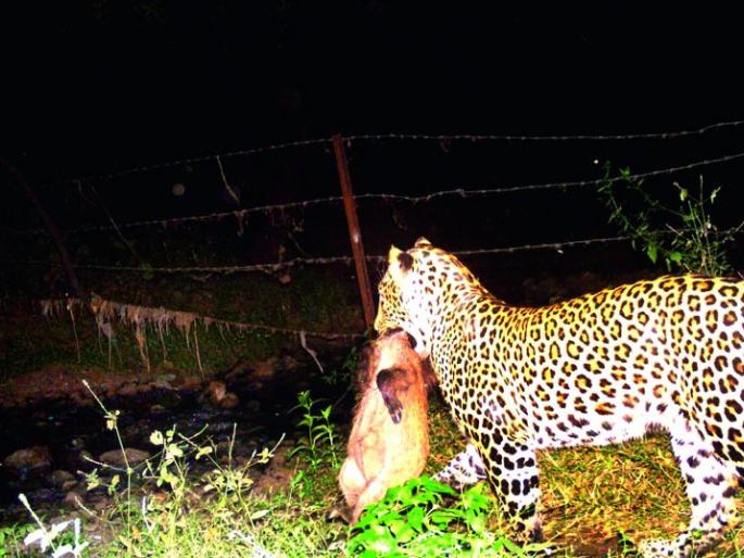 Leopard wandering in the Kalmeshwar forest area near Nagpur | नागपूर नजीकच्या कळमेश्वर वन परिक्षेत्रात बिबट्याचा वावर Leopard wandering in the Kalmeshwar forest area near Nagpur | नागपूर नजीकच्या कळमेश्वर वन परिक्षेत्रात बिबट्याचा वावर