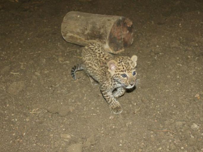 Calf attacked calf | बछड्याने केला वासरावर हल्ला