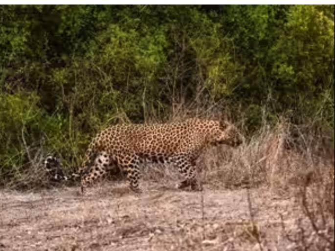Five-year-old Anshika was carried away by a leopard in front of her mother, the child's body was found in a maize field | आई ब्रश करत होती, अंशिका अंगणात खेळत होती; बिबट्याने घातली झडप आणि पाच वर्षाच्या चिमुकलीचा मक्याच्या शेतात सापडला मृतदेह Five-year-old Anshika was carried away by a leopard in front of her mother, the child's body was found in a maize field | आई ब्रश करत होती, अंशिका अंगणात खेळत होती; बिबट्याने घातली झडप आणि पाच वर्षाच्या चिमुकलीचा मक्याच्या शेतात सापडला मृतदेह